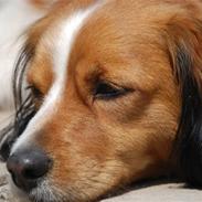 Kooikerhondje Hugo