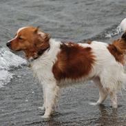 Kooikerhondje Hugo
