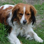Kooikerhondje Hugo
