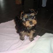 Yorkshire terrier Tigi