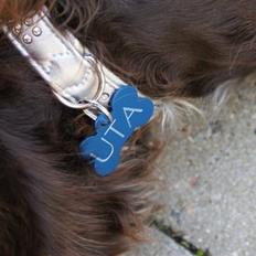 Tysk wachtelhund Uta Vom Rottenbach (R.I.P)