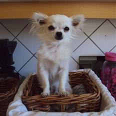 Chihuahua Pablo