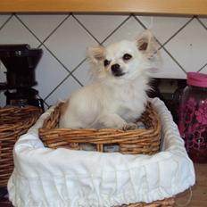 Chihuahua Pablo