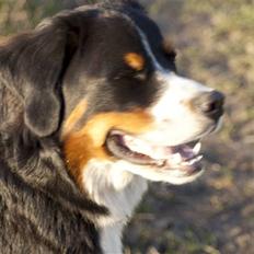 Berner sennenhund Laban