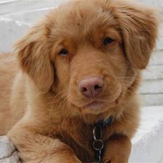Nova scotia duck tolling retriever Cody