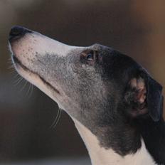 Whippet Alfa