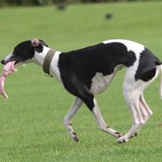 Whippet Alfa