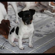 Dansk svensk gaardhund Jade SOLGT!