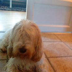 Petit basset griffon wendéen Bertha