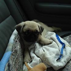 Mops Jackson *R.I.P* :'(