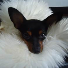 Blanding af racer Kia