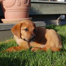 Blanding af racer Herman