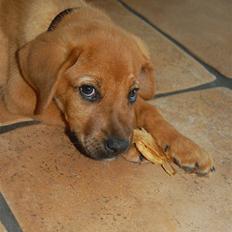 Blanding af racer Herman