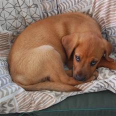 Blanding af racer Herman