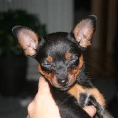 Blanding af racer Kia