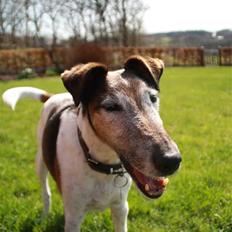Glathåret foxterrier Ricko