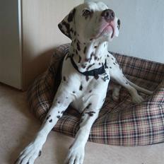 Dalmatiner Shakko (faders)