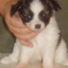 Papillon DKCH True And Trusty Kisses For Ever