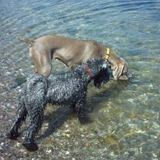 Kerry blue terrier Kordes Unique Dream R.I.P (Kiki)