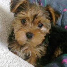 Yorkshire terrier Audi