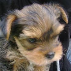 Yorkshire terrier Audi