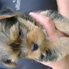 Yorkshire terrier Audi