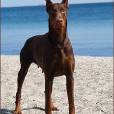 Dobermann Master Mia V Masterhof