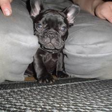 Fransk bulldog Frække Frida..