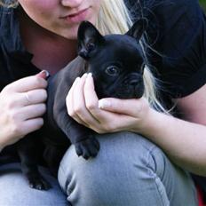 Fransk bulldog Frække Frida..