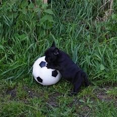 Fransk bulldog Frække Frida..