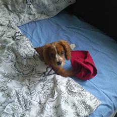 Cavalier king charles spaniel Simba