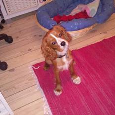 Cavalier king charles spaniel Simba