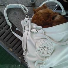 Cavalier king charles spaniel Simba