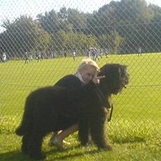 Bouvier des flandres Bronco