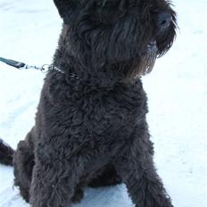 Bouvier des flandres Bronco