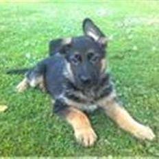 Schæferhund Sandkærgårds Lajco