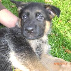 Schæferhund Sandkærgårds Lajco