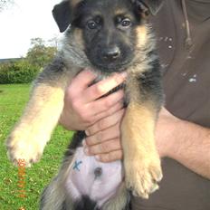 Schæferhund Sandkærgårds Lajco