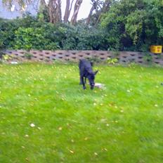 Blanding af racer nellie