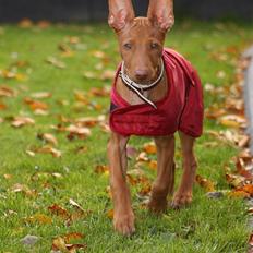 Pharaohound Spisis most wanted ramses(RIP)