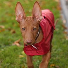 Pharaohound Spisis most wanted ramses(RIP)