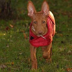 Pharaohound Spisis most wanted ramses(RIP)