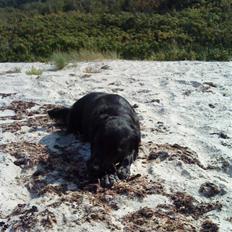 Blanding af racer Berta