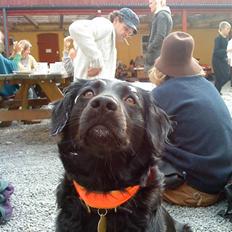 Blanding af racer Berta