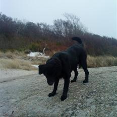 Blanding af racer Berta