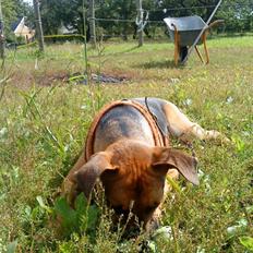 Blanding af racer † Bonzo †