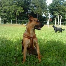 Blanding af racer † Bonzo †