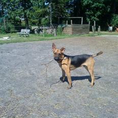 Blanding af racer † Bonzo †