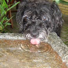 Blanding af racer Fridde |SOLUMATE - LOVER|