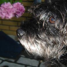 Blanding af racer Fridde |SOLUMATE - LOVER|